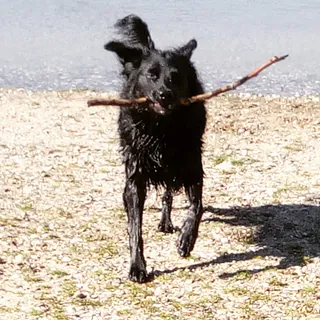 Coca Praxishund